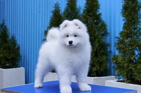 Samoyed szczenięta - miot Z, Małopolskie, Grywałd