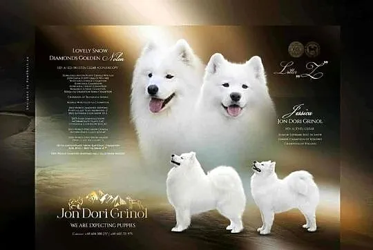 Samoyed szczenięta - miot Z, Małopolskie, Grywałd