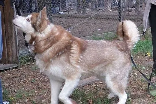 Sampo, czekoladowy husky czeka na dom,  łódzkie Łó