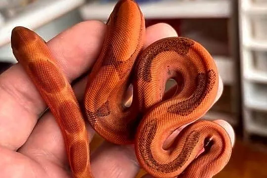 Boa imperator hypo blood jungle het Red dragon