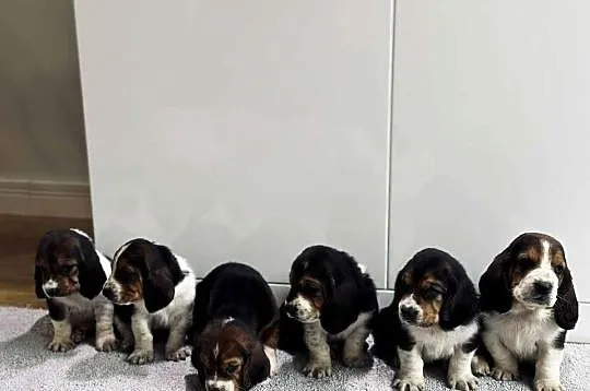 Basset hound szczeniak