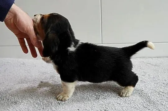 Basset hound szczeniak, Wielkopolskie, Grabów nad Prosną