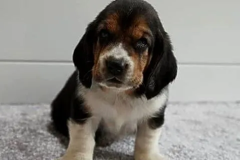 Basset hound szczeniak, Wielkopolskie, Grabów nad Prosną