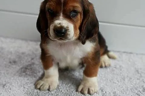 Basset hound szczeniak, Wielkopolskie, Grabów nad Prosną