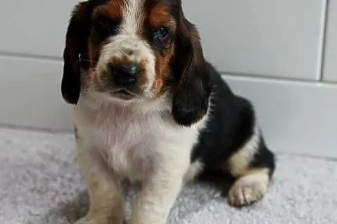 Basset hound szczeniak, Wielkopolskie, Grabów nad Prosną