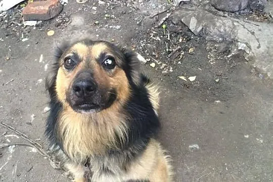 Jestem grzeczny i kochany, nie pozwól mi dalej żyć na łańcuchu!