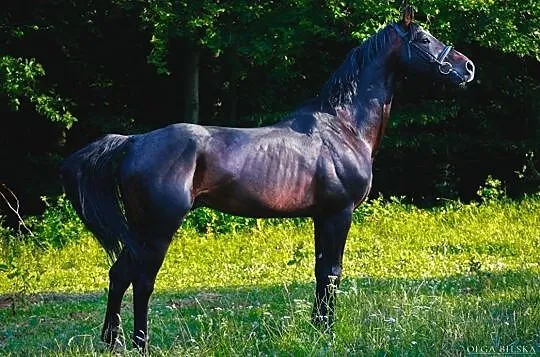 Stanòwka ogierem oldenburskim Libero A, Tęgoborze