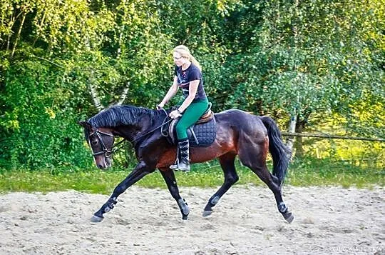 Stanòwka ogierem oldenburskim Libero A, Tęgoborze