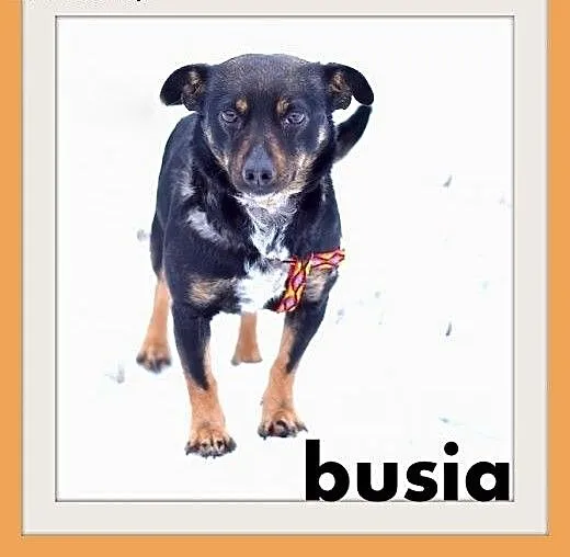 BUSIA,7kg,mała,łagodna,delikatna,grzeczna suczka.A