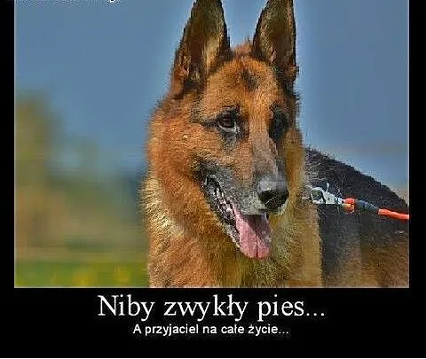 Torin-może to Twój nowy przyjaciel, mazowieckie W