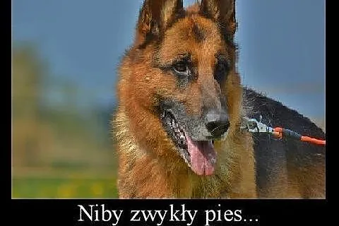 Torin-może to Twój nowy przyjaciel,  mazowieckie W