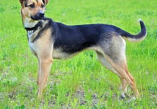 Dusia- słodka, młoda, energiczna sunia do adopcji,