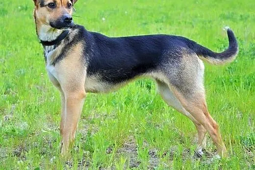Dusia- słodka, młoda, energiczna sunia do adopcji,