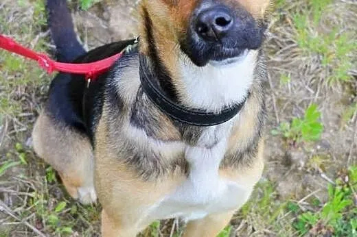 Dusia- słodka, młoda, energiczna sunia do adopcji,