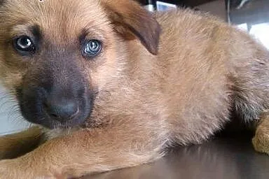 Dwa szczeniaki wraz z mamą potrzebują pilnie domów