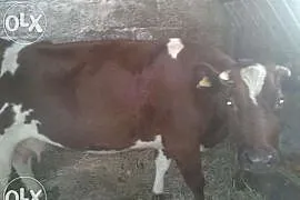 Krowa, Dryszczów