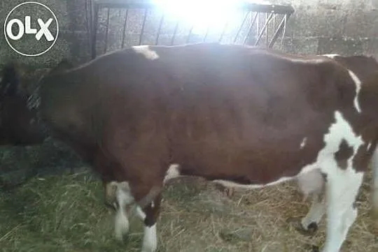 Krowa