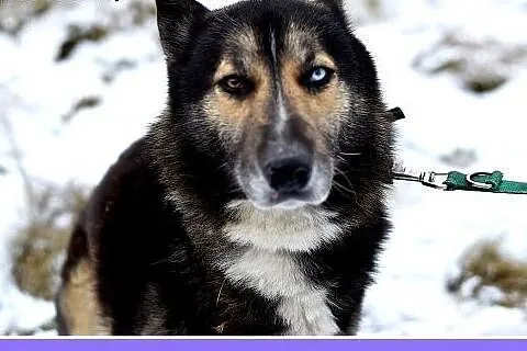 Wyjątkowy,rodzinny,zrównoważony,łagodny pies PAMIR