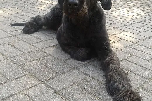 Sznaucer olbrzym szuka domu,  wielkopolskie Poznań