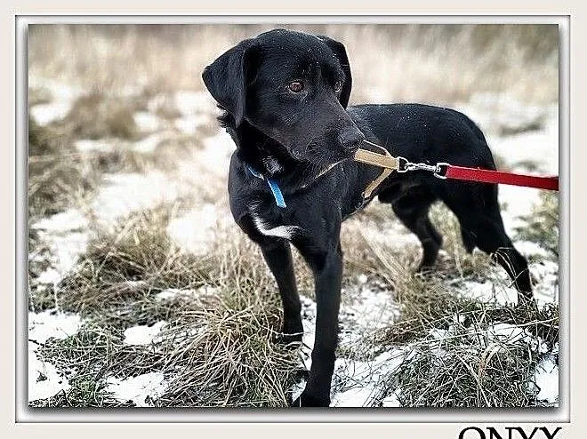 Średni,przyjazny,tulaśny,towarzyski,szczepiony piesek ONYX.Adopcja., Mazowieckie, Warszawa