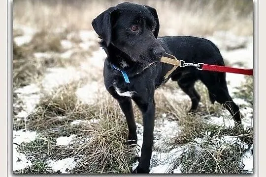 Średni,przyjazny,tulaśny,towarzyski,szczepiony piesek ONYX.Adopcja.