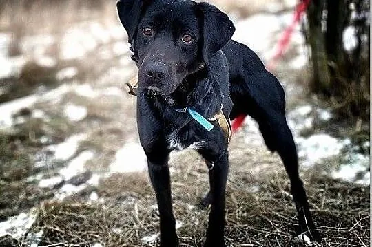 Średni,przyjazny,tulaśny,towarzyski,szczepiony piesek ONYX.Adopcja., Mazowieckie, Warszawa