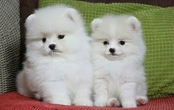 Pomeranian Sliczne malenkie szczenieta Miniaturka!!, Podlaskie, Białystok