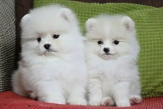 Pomeranian Sliczne malenkie szczenieta Miniaturka!!, Podlaskie, Białystok