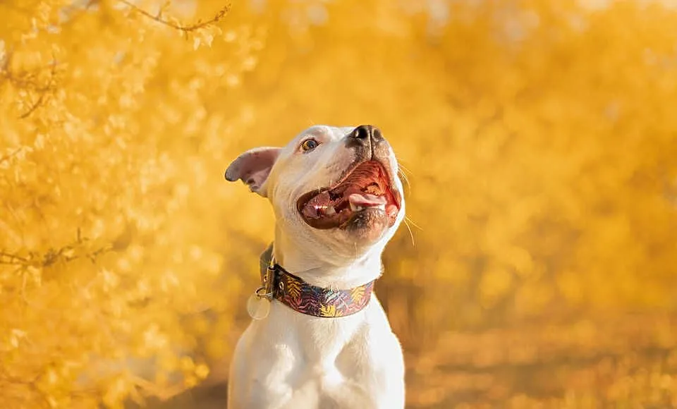 Staffordshire bull terrier, Mazowieckie, Sokołów Podlaski