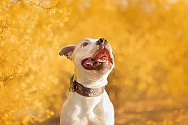 Staffordshire bull terrier