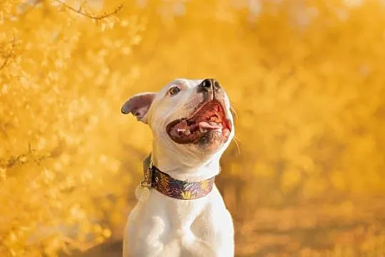 Staffordshire bull terrier, Mazowieckie, Sokołów Podlaski