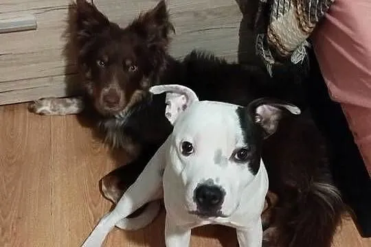 Staffordshire bull terrier, Mazowieckie, Sokołów Podlaski