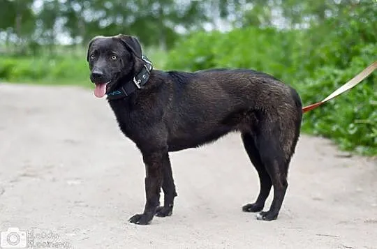 Abi, młoda i kochająca człowieka suczka, akceptują