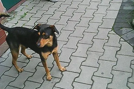 KOREK młody psiak szuka pilnie domu!!!,  dolnośląskie Wrocław