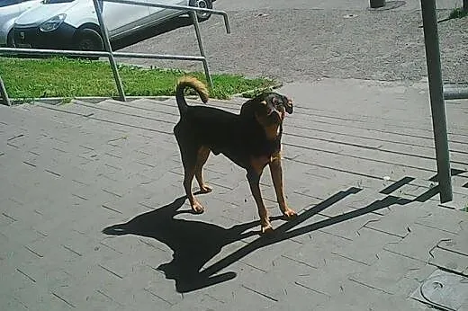 KOREK młody psiak szuka pilnie domu!!!,  dolnośląs
