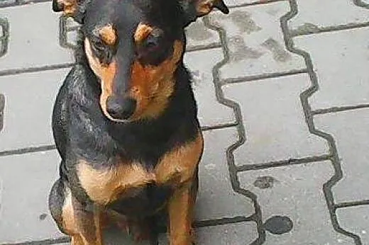 KOREK młody psiak szuka pilnie domu!!!,  dolnośląs