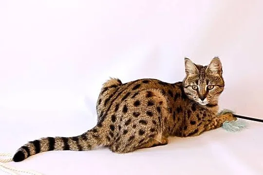 Savannah F1 Kaily, Małopolskie, Kraków