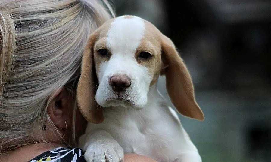Szczeniaczek Beagle piesek po Championie Polski ZKwP, Śląskie, Aleksandria
