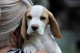Szczeniaczek Beagle piesek po Championie Polski ZKwP