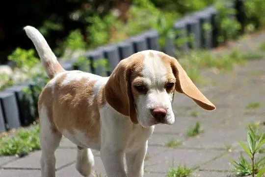Szczeniaczek Beagle piesek po Championie Polski ZKwP, Śląskie, Aleksandria
