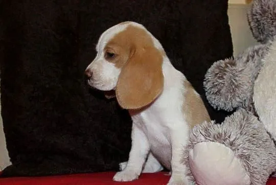 Szczeniaczek Beagle piesek po Championie Polski ZKwP, Śląskie, Aleksandria