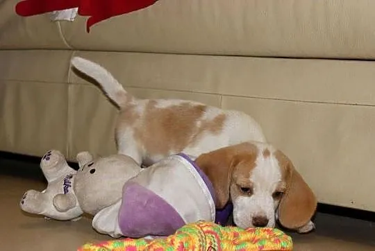 Szczeniaczek Beagle piesek po Championie Polski ZKwP, Śląskie, Aleksandria