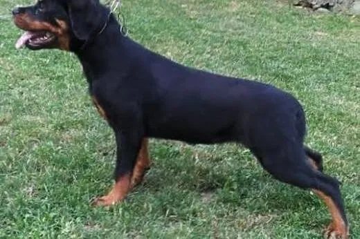 Rottweiler Samica,  Rottweiler cała Polska