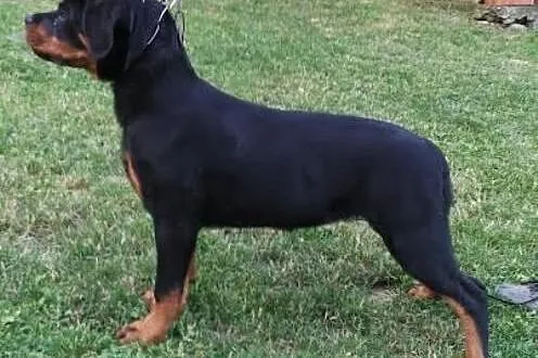 Rottweiler Samica,  Rottweiler cała Polska