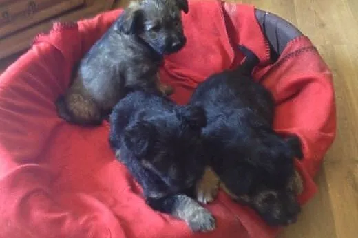 2 mies.b.ładne szczeniaczki do adopcji,  śląskie Katowice