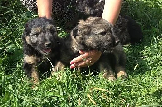 2 mies.b.ładne szczeniaczki do adopcji,  śląskie K