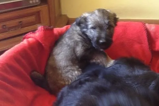 2 mies.b.ładne szczeniaczki do adopcji,  śląskie K