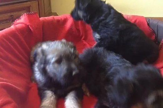 2 mies.b.ładne szczeniaczki do adopcji,  śląskie K
