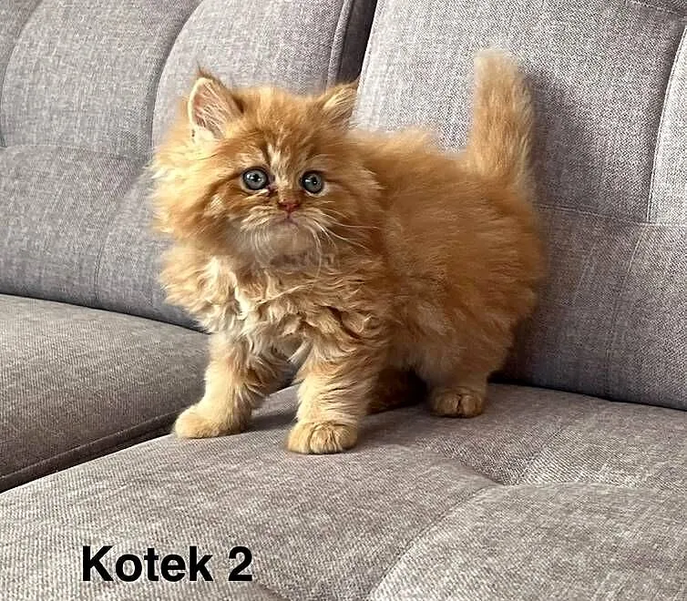 Rudo-biszkoptowy kotek perski, Małopolskie, Kalwaria Zebrzydowska