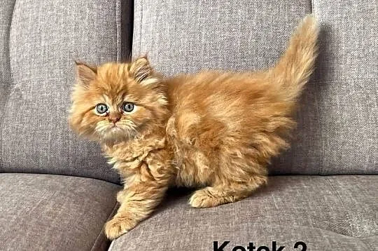 Rudo-biszkoptowy kotek perski, Małopolskie, Kalwaria Zebrzydowska